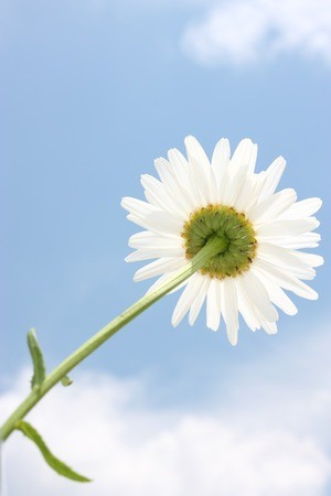 Cours de français langue maternelle